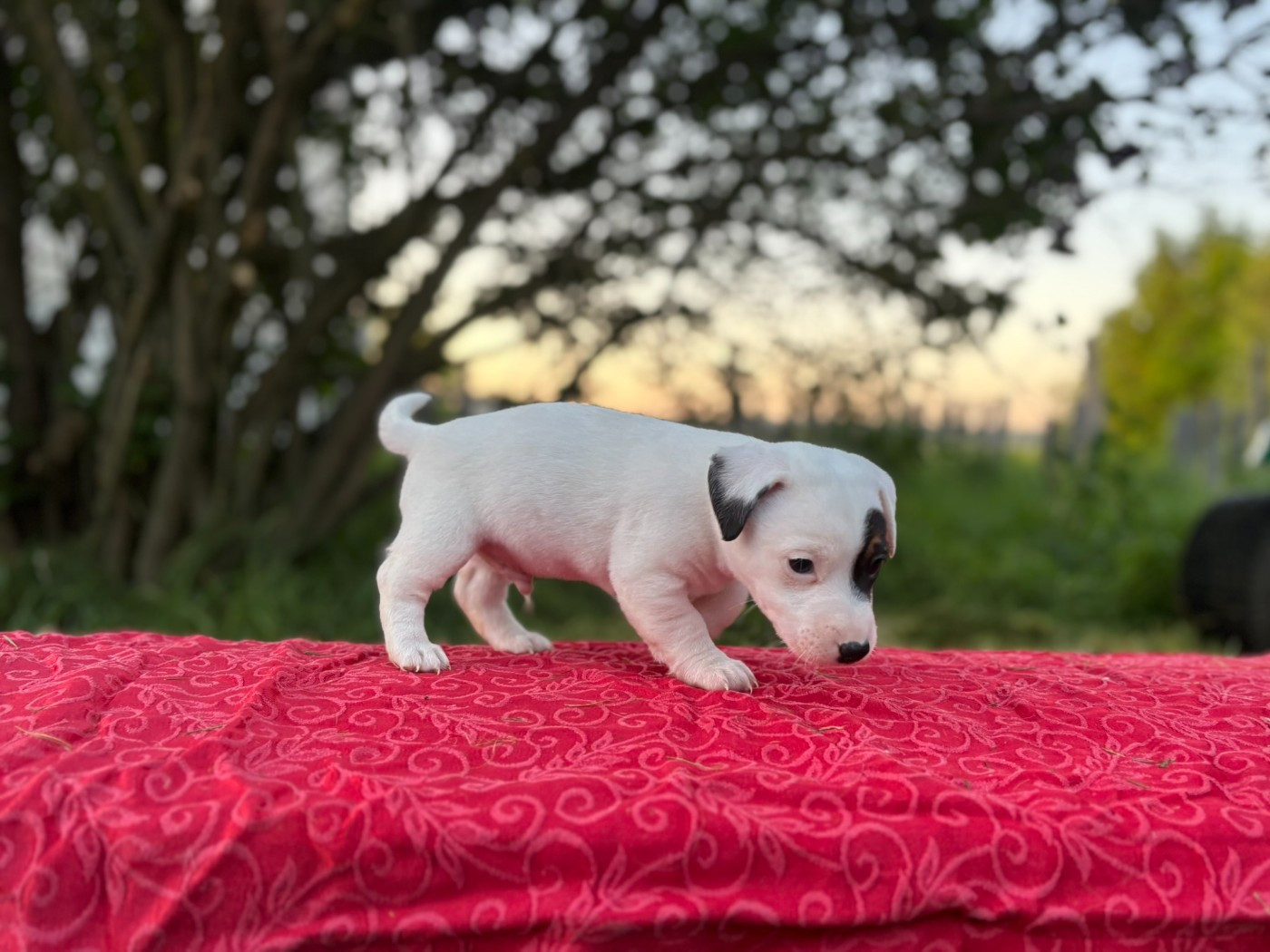 Du Domaine Des Pattes Dorées - Chiots disponibles - Jack Russell Terrier