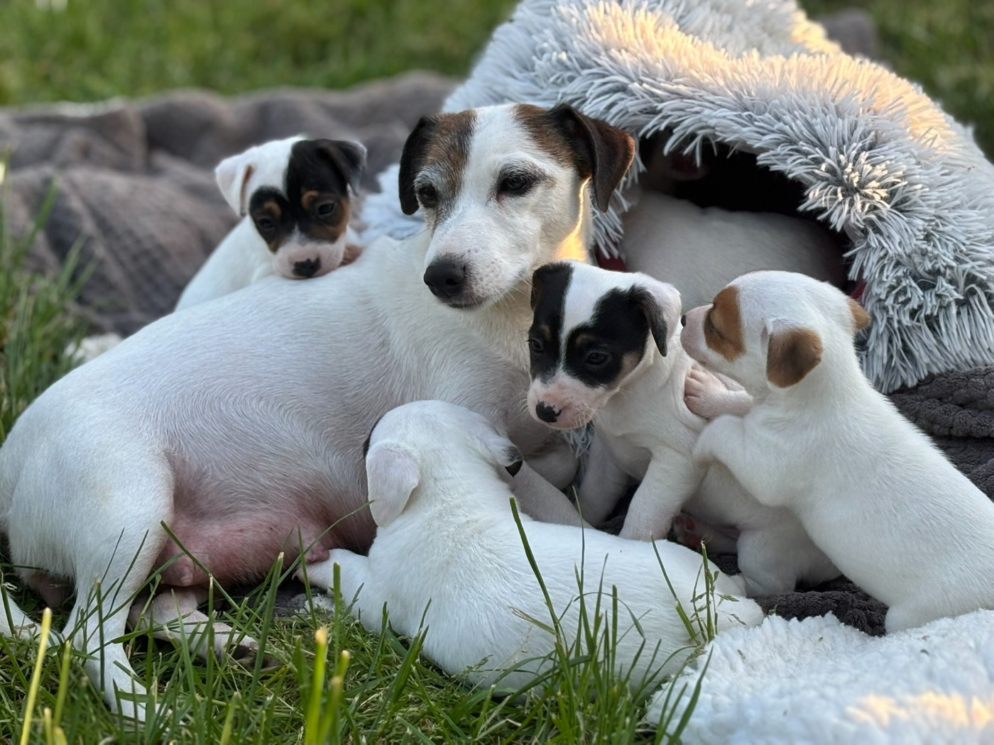 Du Domaine Des Pattes Dorées - Jack Russell Terrier - Portée née le 17/03/2026