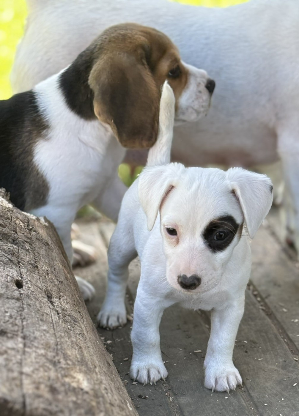 Du Domaine Des Pattes Dorées - Chiots disponibles - Jack Russell Terrier