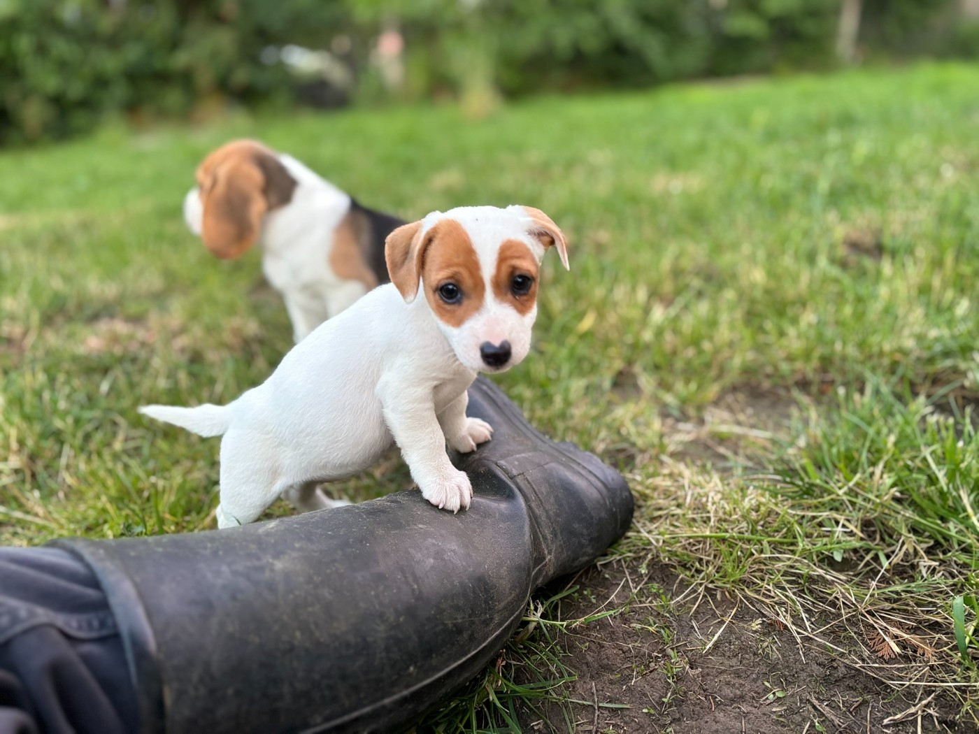 Du Domaine Des Pattes Dorées - Chiots disponibles - Jack Russell Terrier