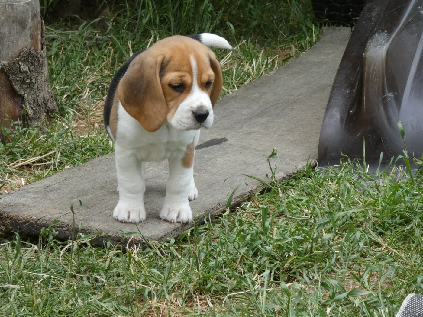 Du Domaine Des Pattes Dorées - Chiots disponibles - Beagle