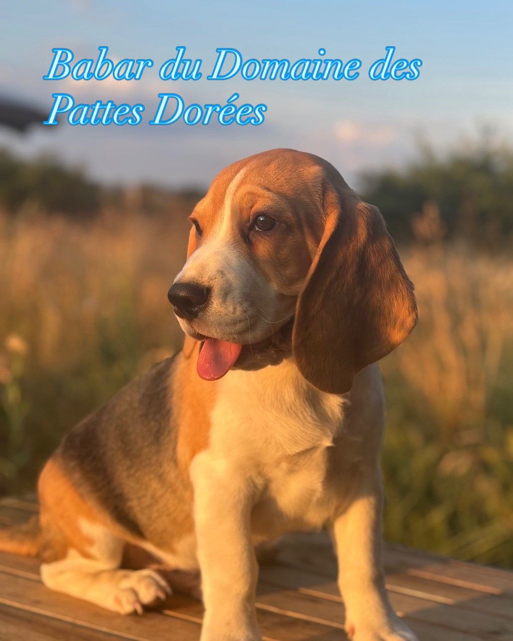 Du Domaine Des Pattes Dorées - Chiots disponibles - Beagle