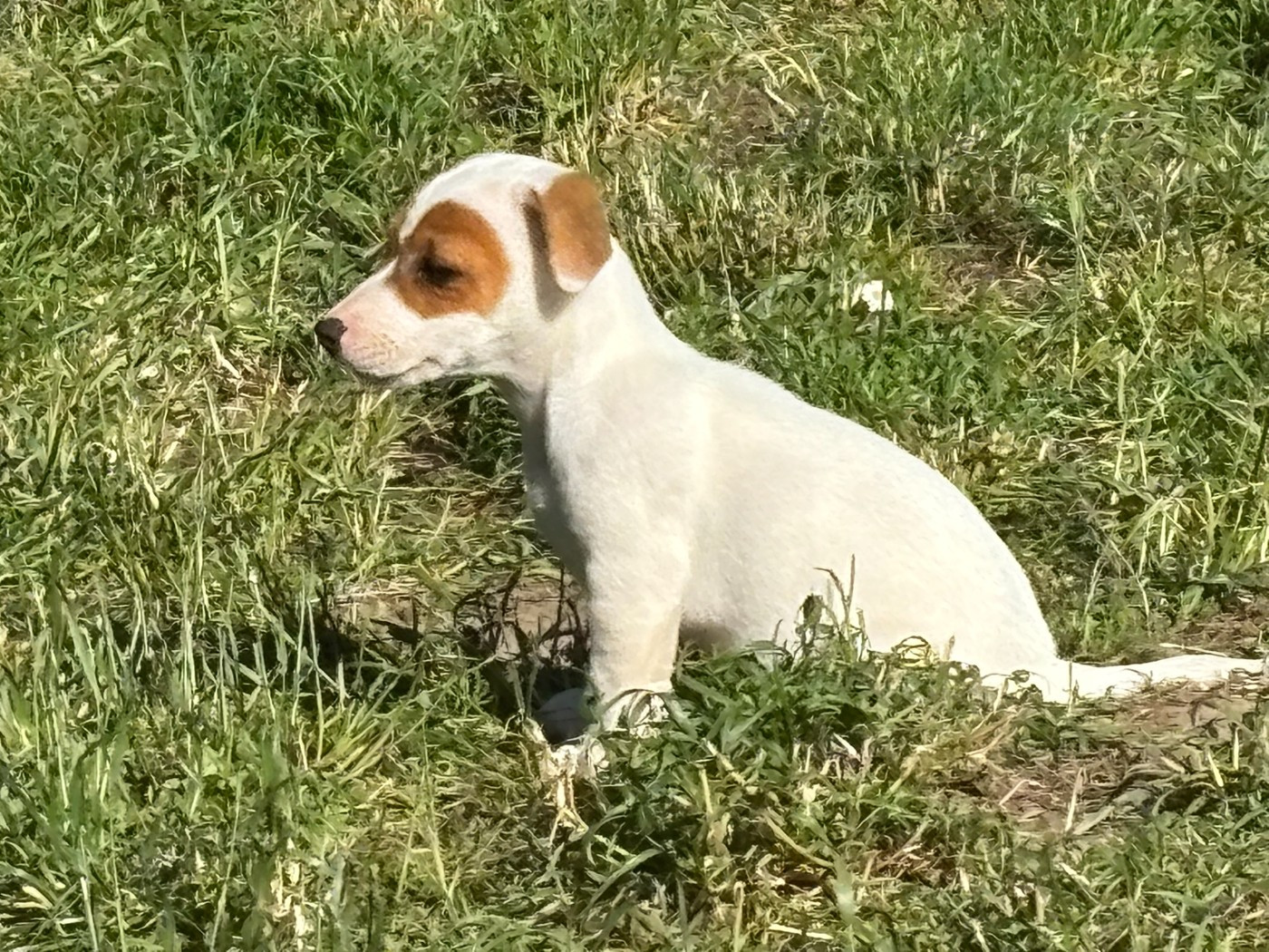 Du Domaine Des Pattes Dorées - Chiots disponibles - Jack Russell Terrier