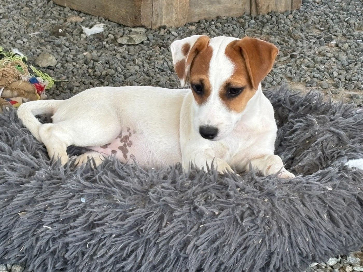 Du Domaine Des Pattes Dorées - Chiots disponibles - Jack Russell Terrier