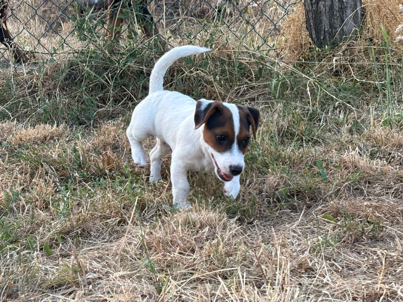 Du Domaine Des Pattes Dorées - Chiots disponibles - Jack Russell Terrier