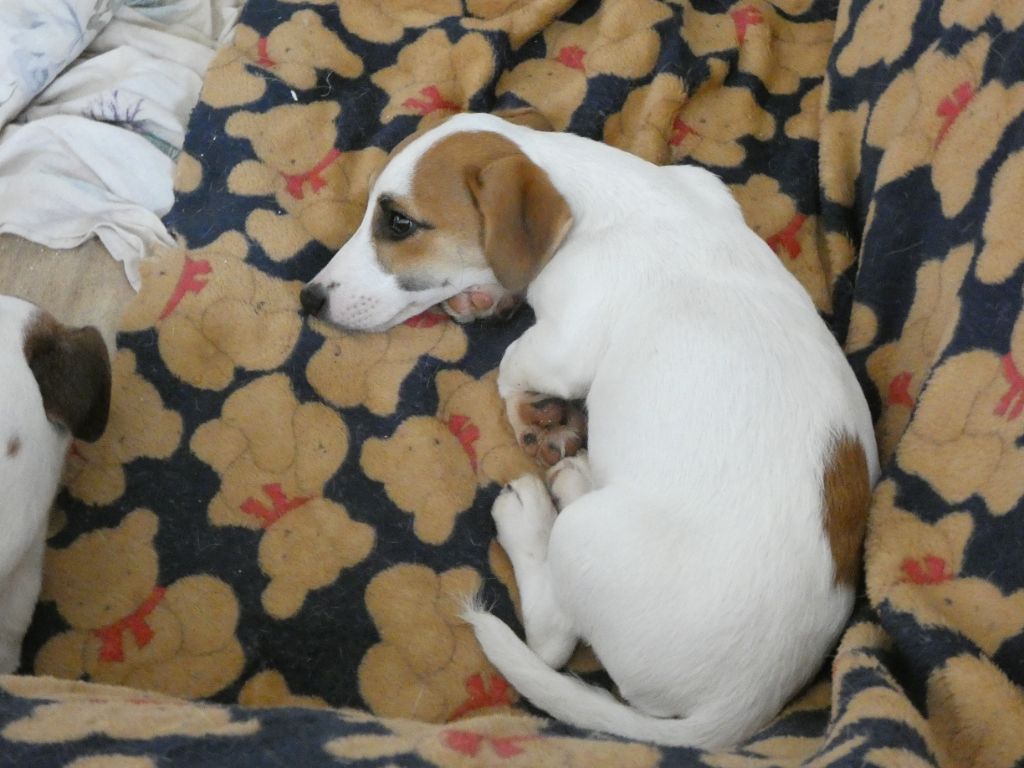 Du Domaine Des Pattes Dorées - Chiots disponibles - Jack Russell Terrier