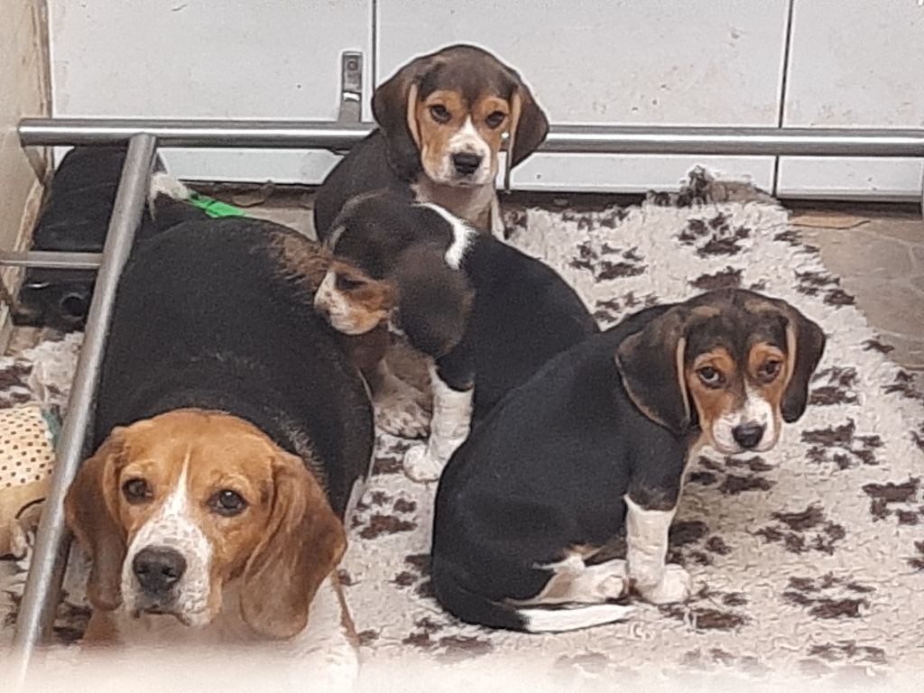 Chiot Beagle Du Domaine Des Pattes Dorées