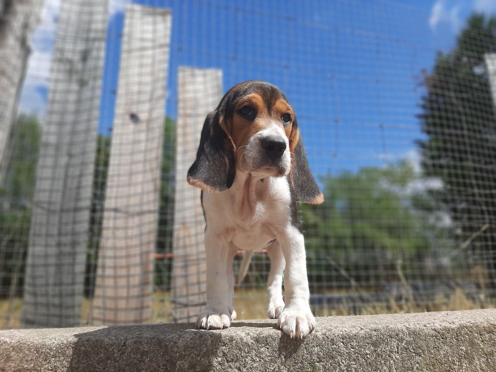 Du Domaine Des Pattes Dorées - Chiots disponibles - Beagle