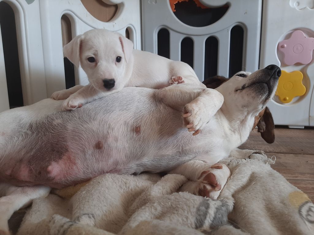 Du Domaine Des Pattes Dorées - Chiots disponibles - Jack Russell Terrier
