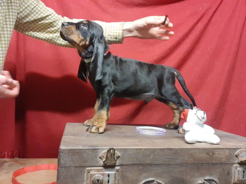 Du Domaine Des Pattes Dorées - Chiots disponibles - Chien noir et feu pour la chasse au raton laveur