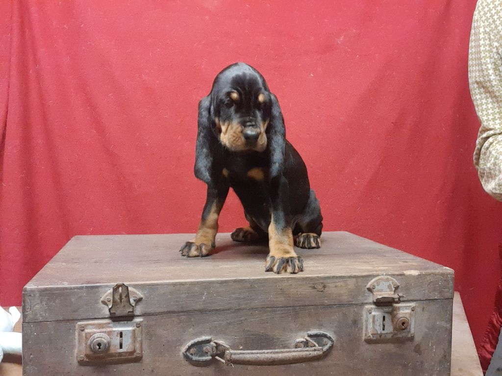 Du Domaine Des Pattes Dorées - Chiots disponibles - Chien noir et feu pour la chasse au raton laveur