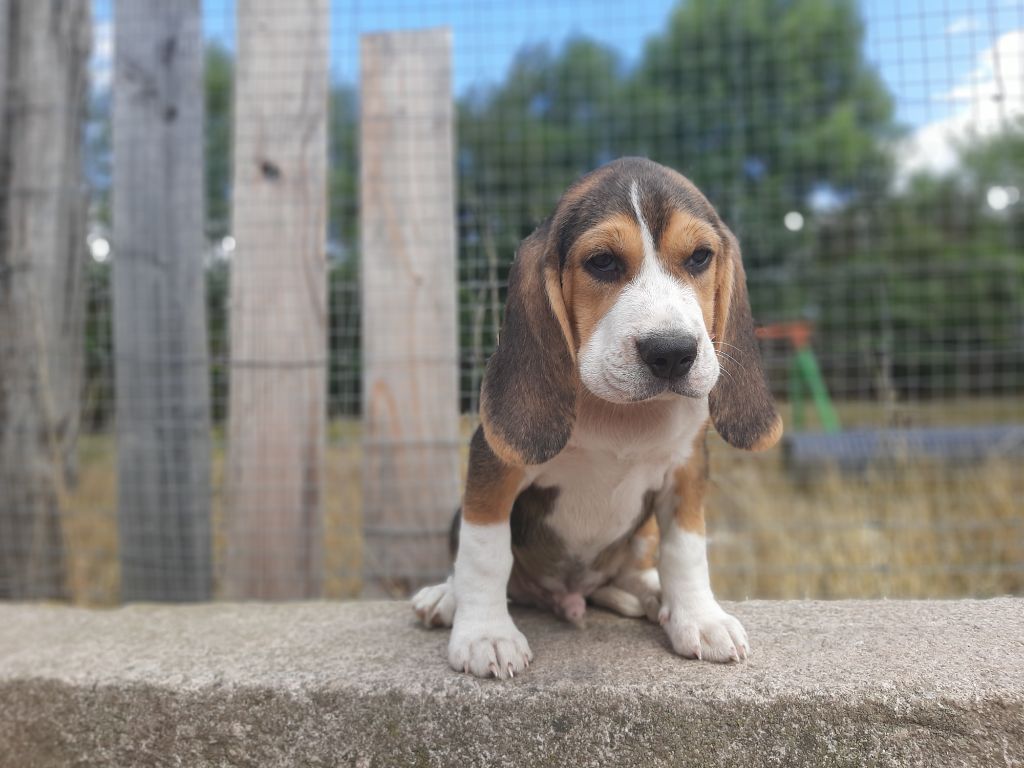 Du Domaine Des Pattes Dorées - Chiots disponibles - Beagle