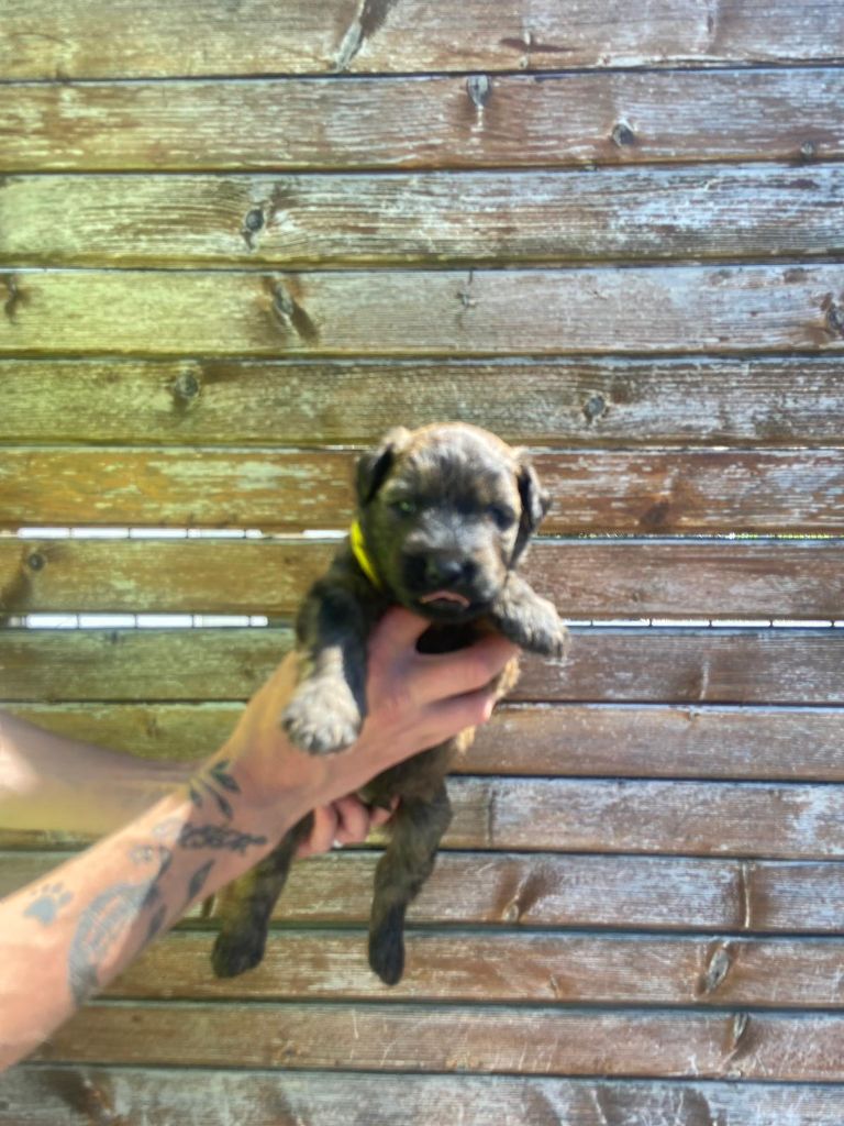 Du Domaine Des Pattes Dorées - Bouvier des Flandres - Portée née le 18/07/2023