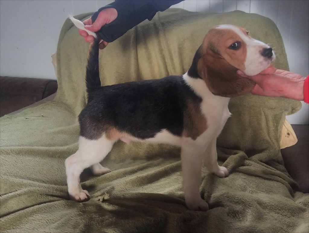 Du Domaine Des Pattes Dorées - Beagle - Portée née le 12/10/2022
