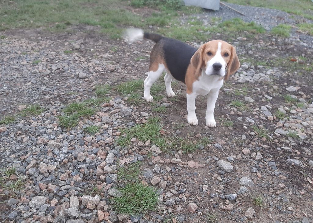 Du Domaine Des Pattes Dorées - Beagle - Portée née le 22/07/2023