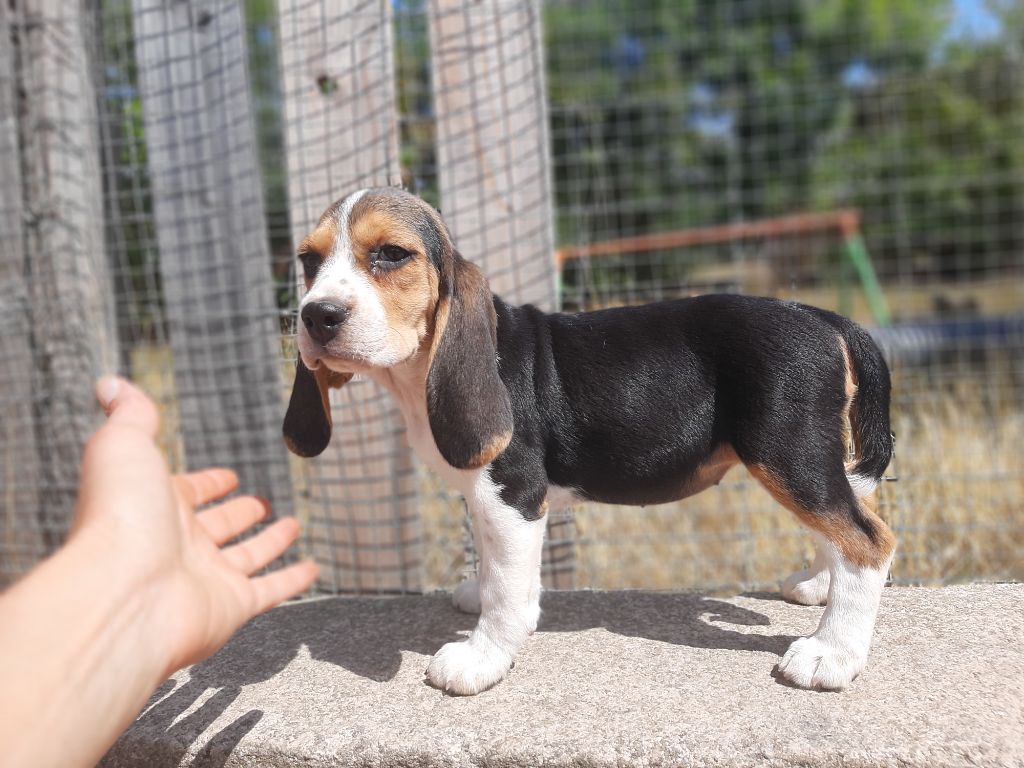 Du Domaine Des Pattes Dorées - Chiots disponibles - Beagle