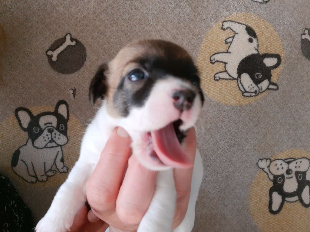 Du Domaine Des Pattes Dorées - Chiots disponibles - Jack Russell Terrier