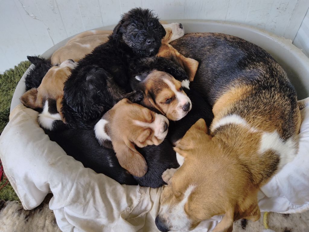 Chiot Beagle Du Domaine Des Pattes Dorées