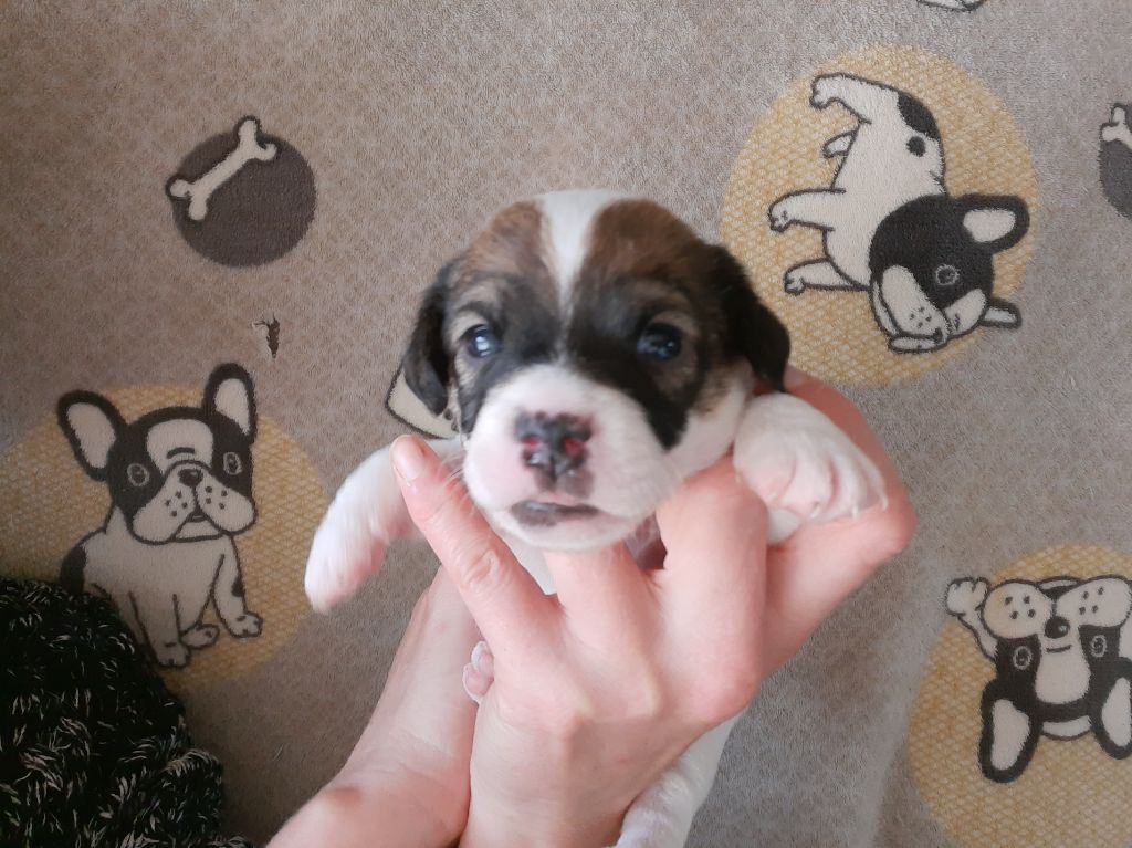 Du Domaine Des Pattes Dorées - Chiots disponibles - Jack Russell Terrier