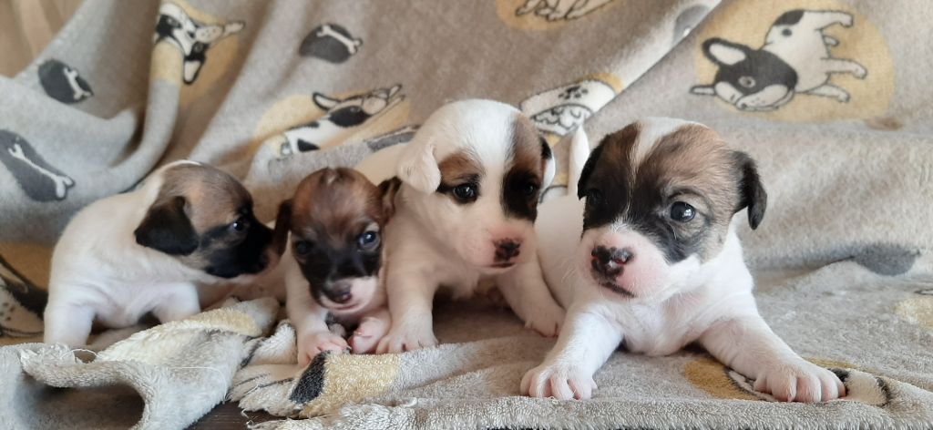 Chiot Jack Russell Terrier Du Domaine Des Pattes Dorées