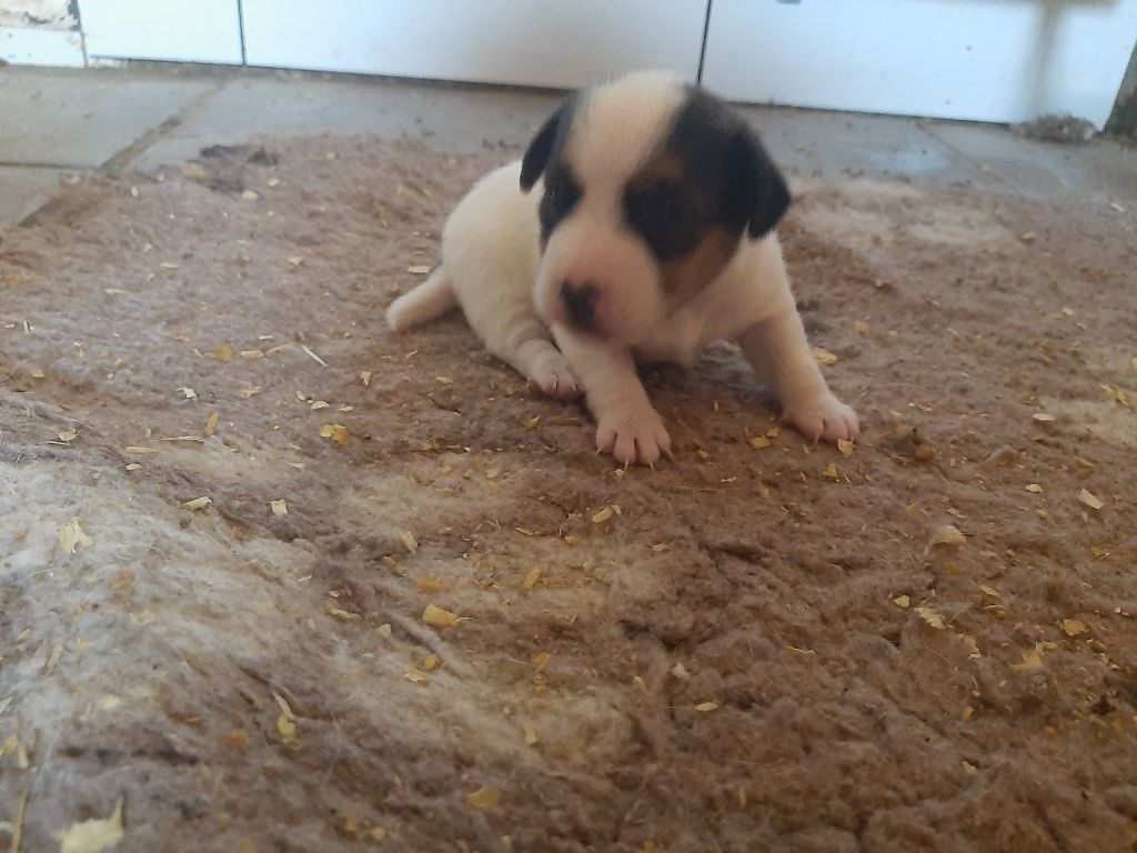 Du Domaine Des Pattes Dorées - Jack Russell Terrier - Portée née le 24/03/2025