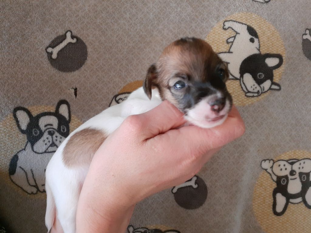 Du Domaine Des Pattes Dorées - Chiots disponibles - Jack Russell Terrier