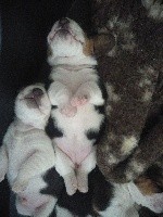 CHIOT