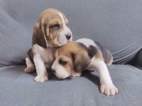CHIOT
