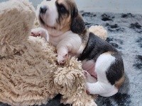 CHIOT