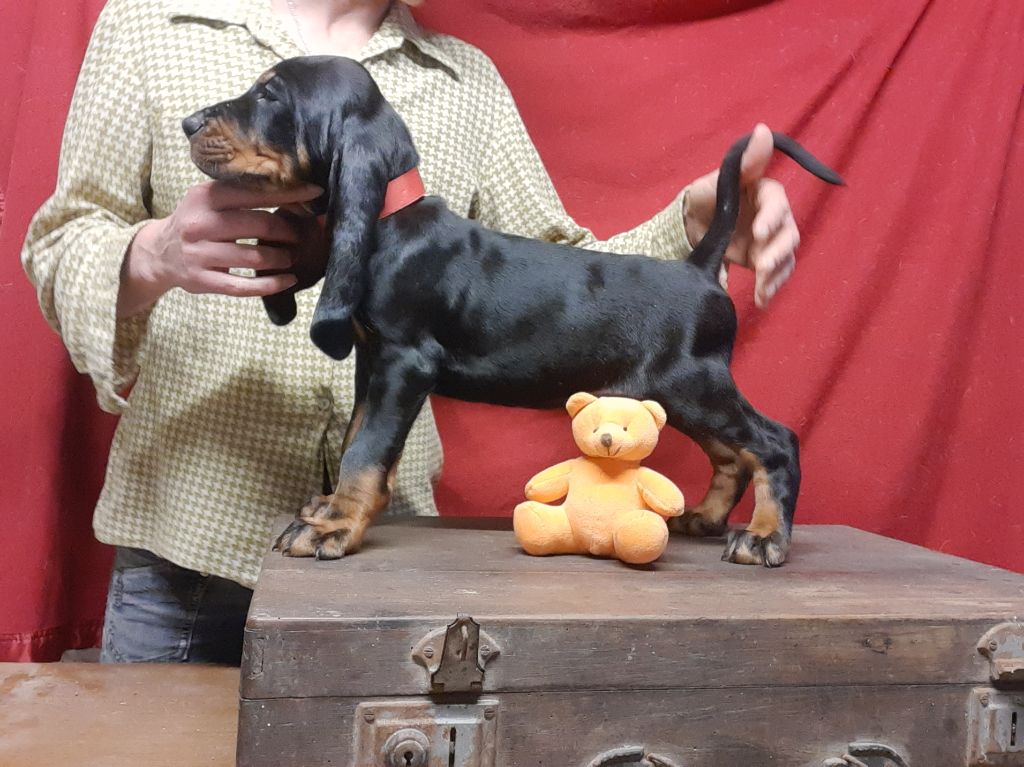 Du Domaine Des Pattes Dorées - Chiots disponibles - Chien noir et feu pour la chasse au raton laveur