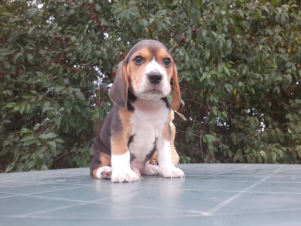 Du Domaine Des Pattes Dorées - Chiots disponibles - Beagle