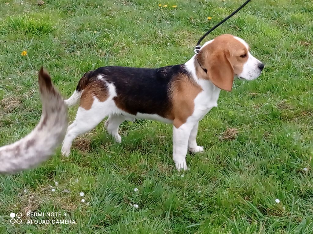 Du Domaine Des Pattes Dorées - Chiots disponibles - Beagle