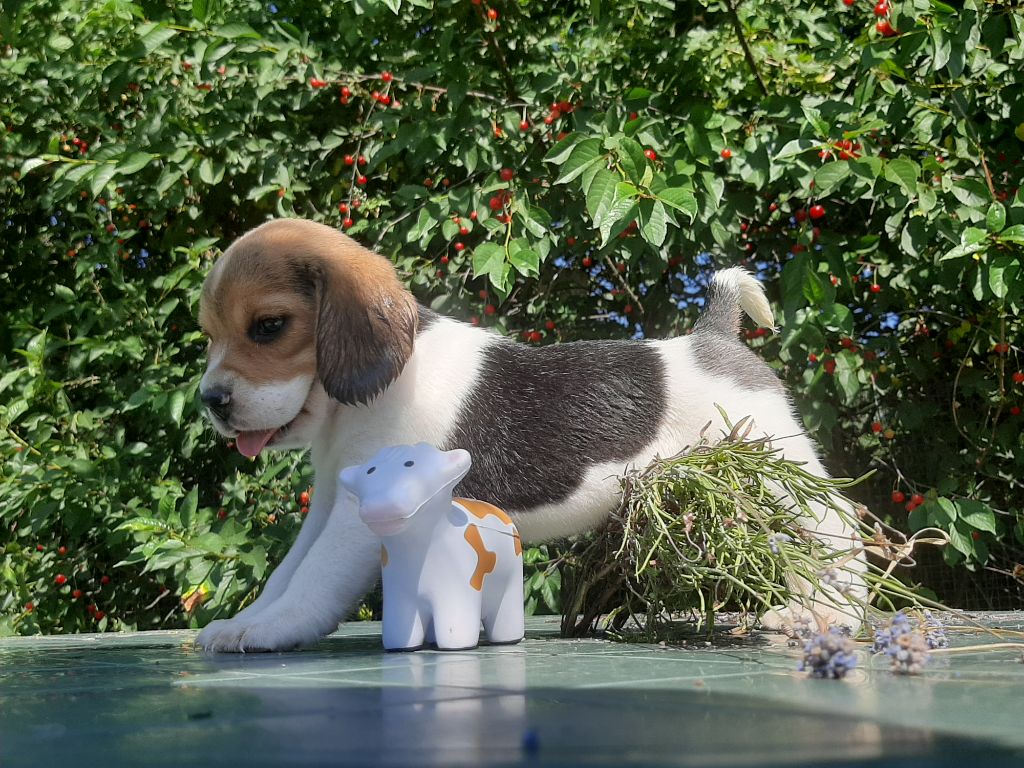 Du Domaine Des Pattes Dorées - Chiots disponibles - Beagle