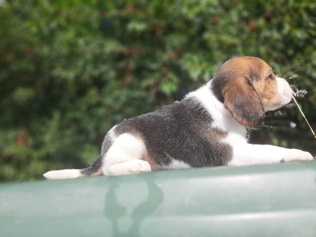 Du Domaine Des Pattes Dorées - Chiots disponibles - Beagle
