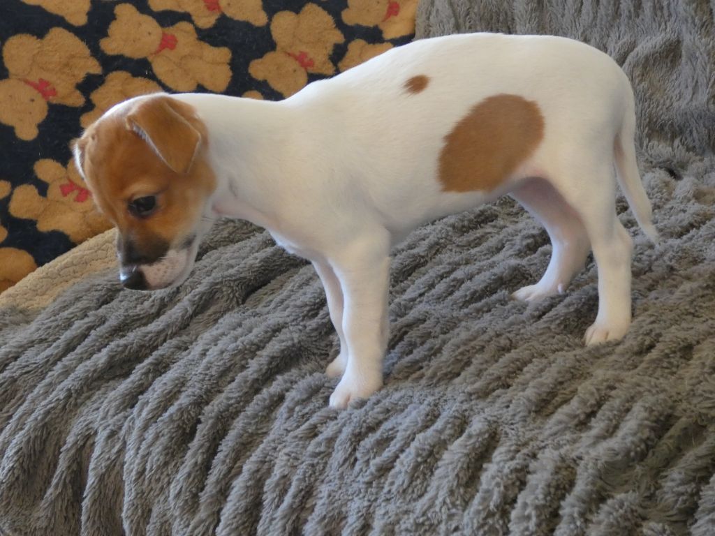 Du Domaine Des Pattes Dorées - Chiots disponibles - Jack Russell Terrier