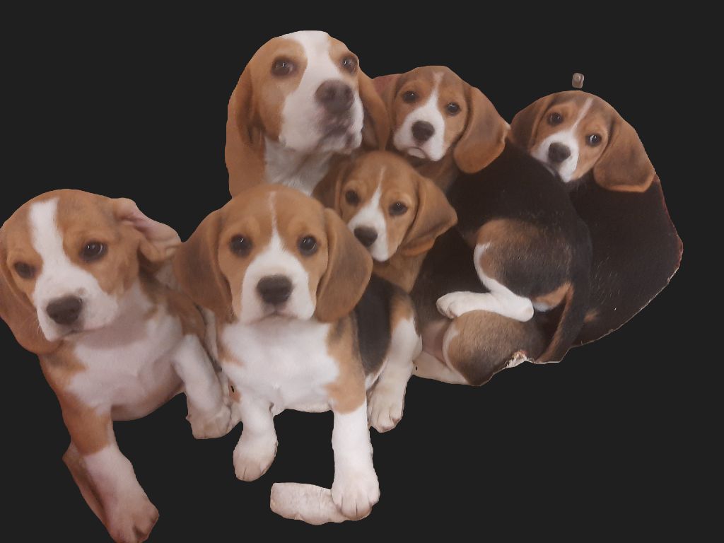 Du Domaine Des Pattes Dorées - Beagle - Portée née le 16/09/2024