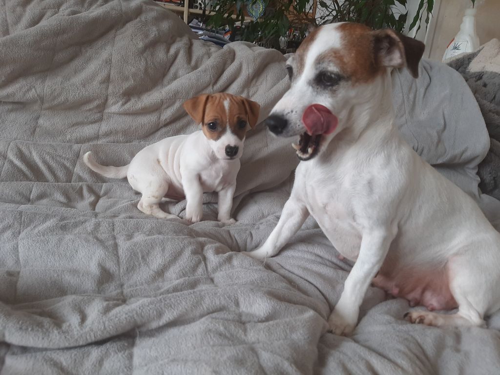 Du Domaine Des Pattes Dorées - Jack Russell Terrier - Portée née le 30/08/2024