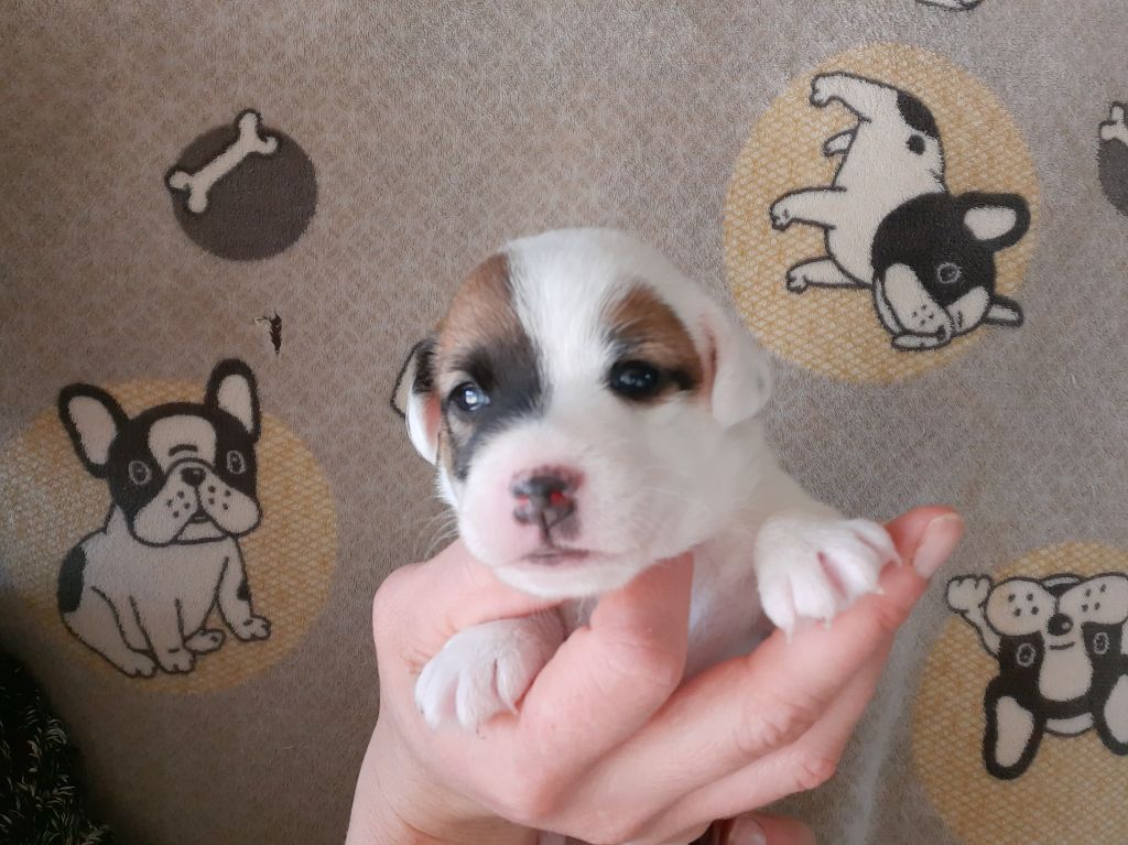 Du Domaine Des Pattes Dorées - Chiots disponibles - Jack Russell Terrier