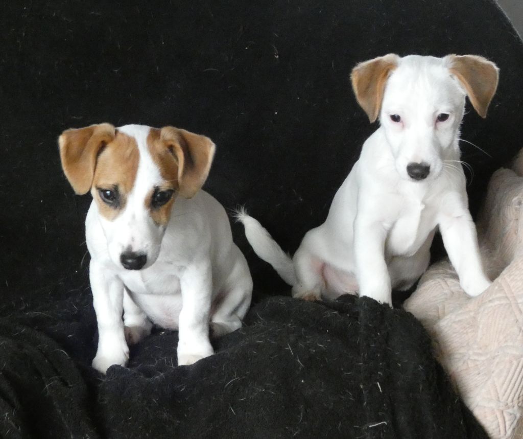 Du Domaine Des Pattes Dorées - Chiots disponibles - Jack Russell Terrier