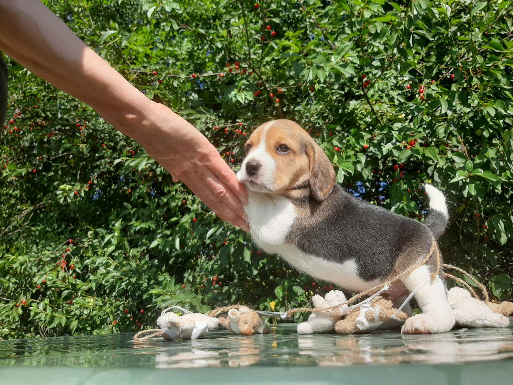 Du Domaine Des Pattes Dorées - Chiots disponibles - Beagle