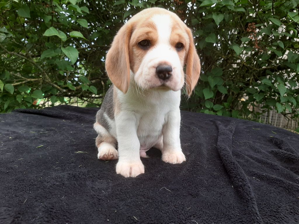 Du Domaine Des Pattes Dorées - Beagle - Portée née le 05/04/2024